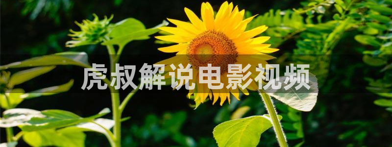 西瓜影院 伦理片